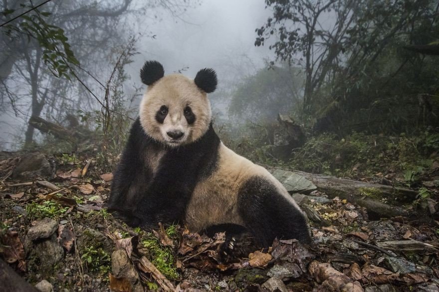 Pandalar Vahşi Yaşam Vitale (2. Hayvanlar Onların Çevre Kategorisinde)