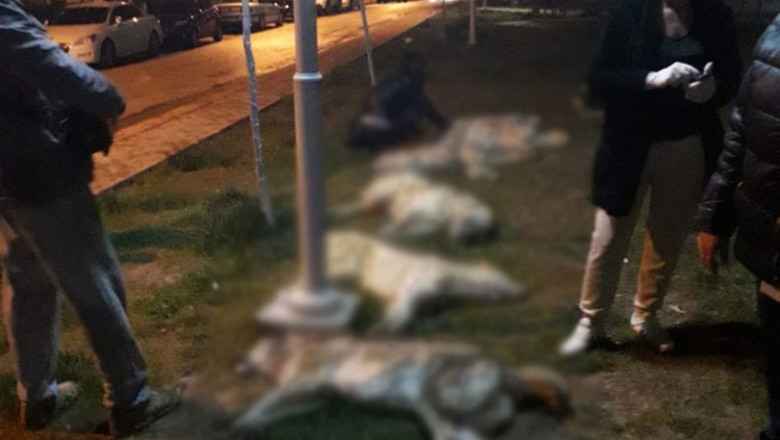 Ankara Batıkent'te Köpeklere Katliam