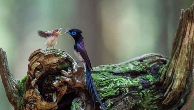 Anne Kuşlar ve Sevimli Yavrularının Doğal Ortamlarında Çekilmiş Muazzam 20 Aile Fotoğrafı