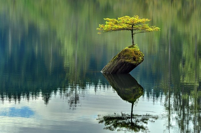 Doğada bir bonsai ağacı