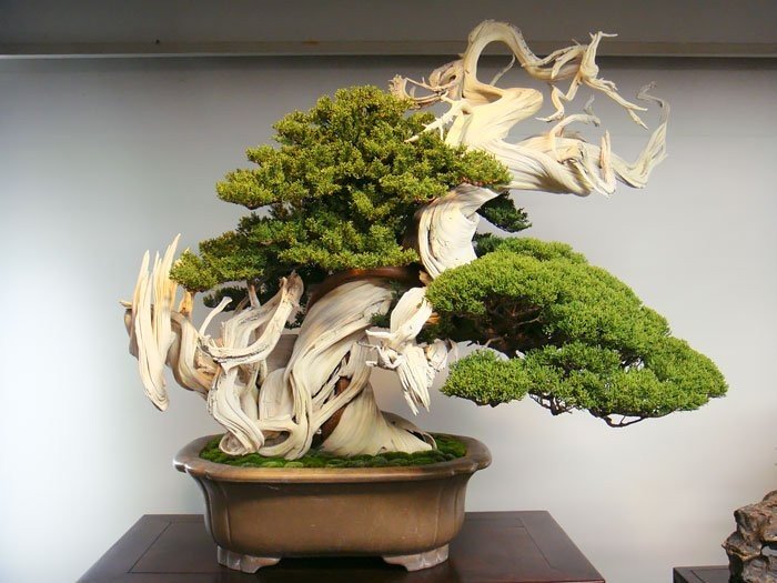 Tam 800 yıllık bonsai ağacı