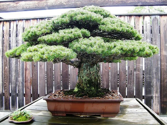 390 yıllık bonsai, Hiroshima
