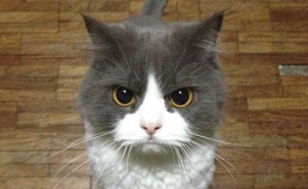 sinirli kedi fotoğrafları
