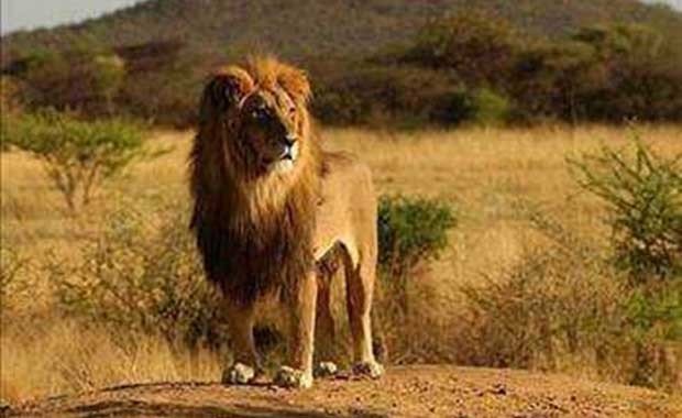 Erkek bir aslan sürünün lideri olduğunda geri kalan bütün yavruları öldürür.