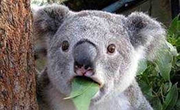 Yavru koalalar genelde annelerinin dışkılarıyla beslenirler.