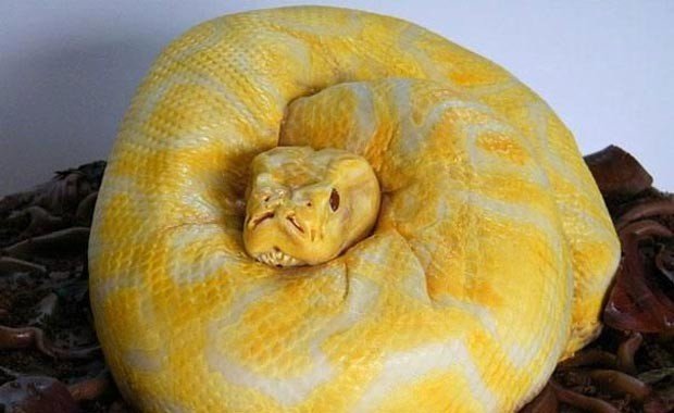 Piton yılanı pastası