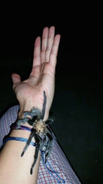 Dost Canlısı Tarantula