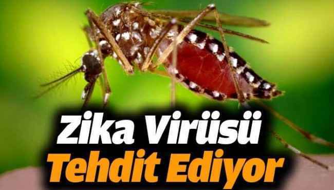 Dünyada Zika Virüsü Tehlikesi