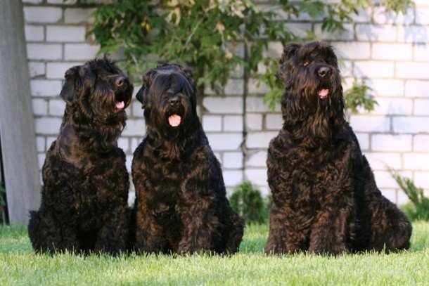 Rus siyah terrier