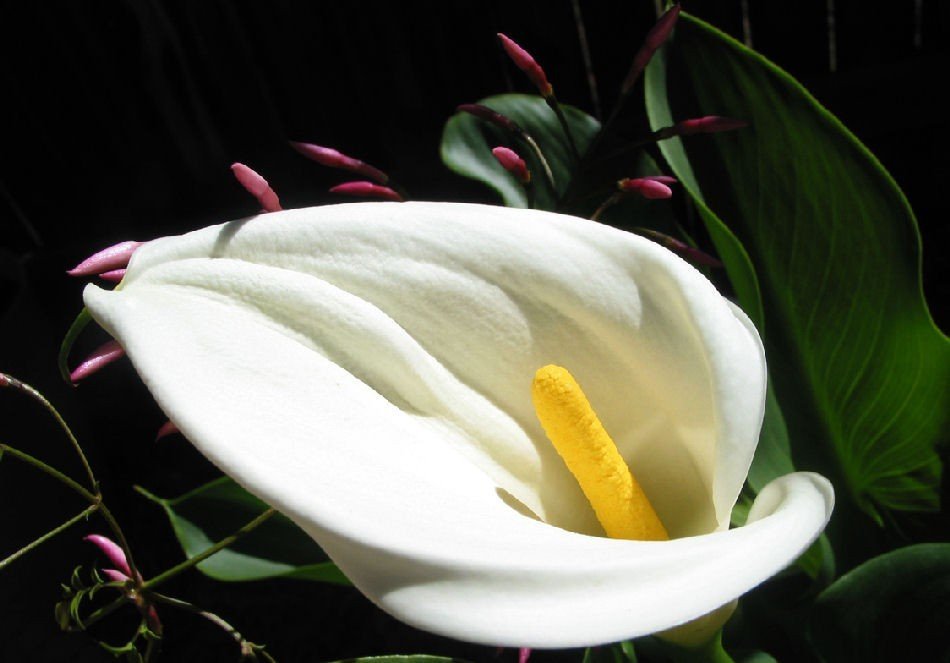 Gala(Calla Lily) Çiçeği