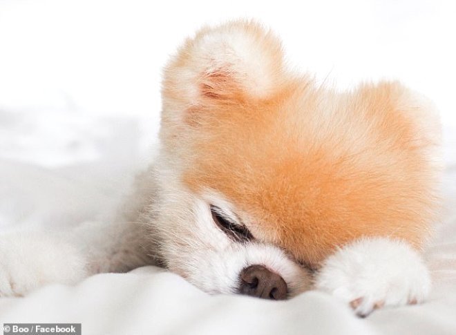Dünyanın En Güzel Köpeğinin Ölümü 17 Milyon Takipçisine Yas Tuturdu