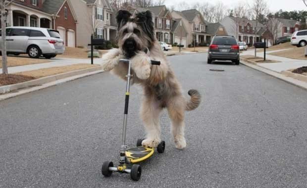 Köpek Norman Dünyanın Scooterla En Uzun Mesafe Giden Köpeği 30 Saniyede 30 Metre