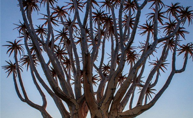 Namibyada yetişen kubur ağacı