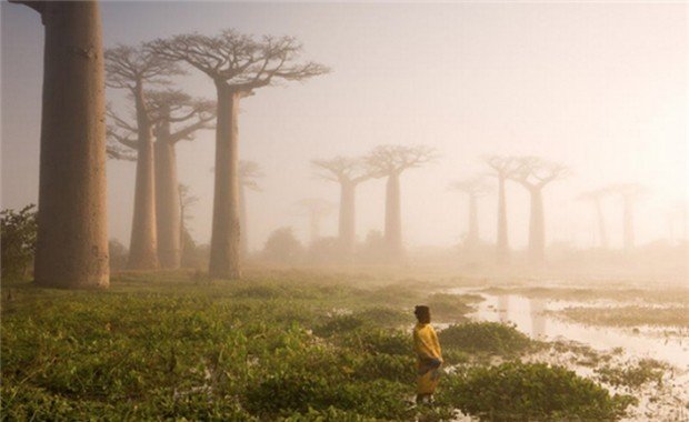 Madagaskar'da yetişen ilginç baobab ağaçları