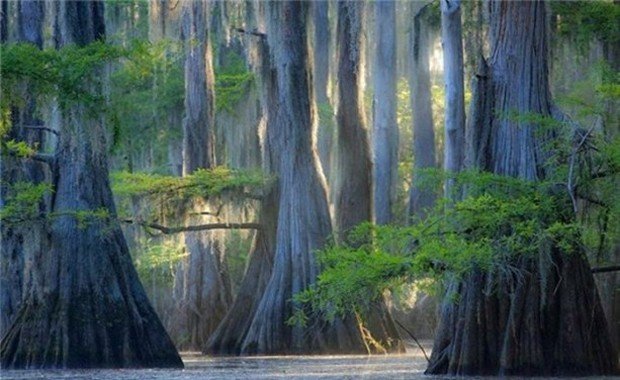 Caddo gölündeki selvi ağaçları 