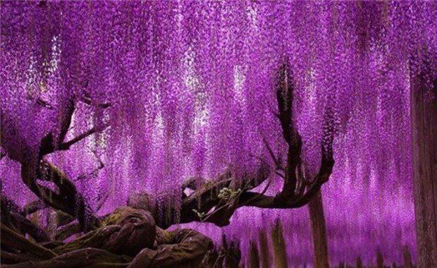 Japonya Wisteria ağacı