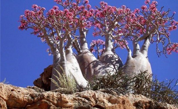 Sokotra Adalarında yetişen şişe ağacı 