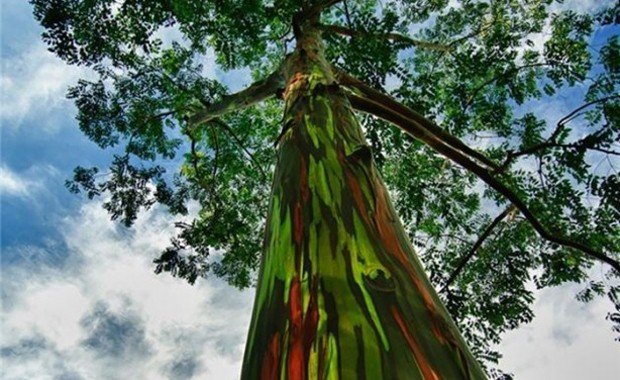 Gökkuşağı okaliptus ağacı Hawai