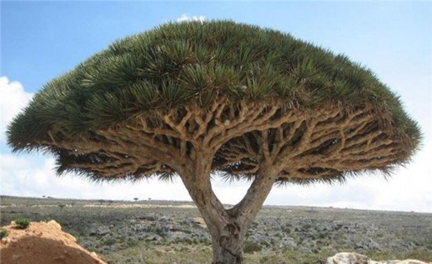 Sokotra adaları ejderha ağacı