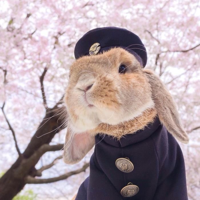 sevimli tavşan fotoğrafları