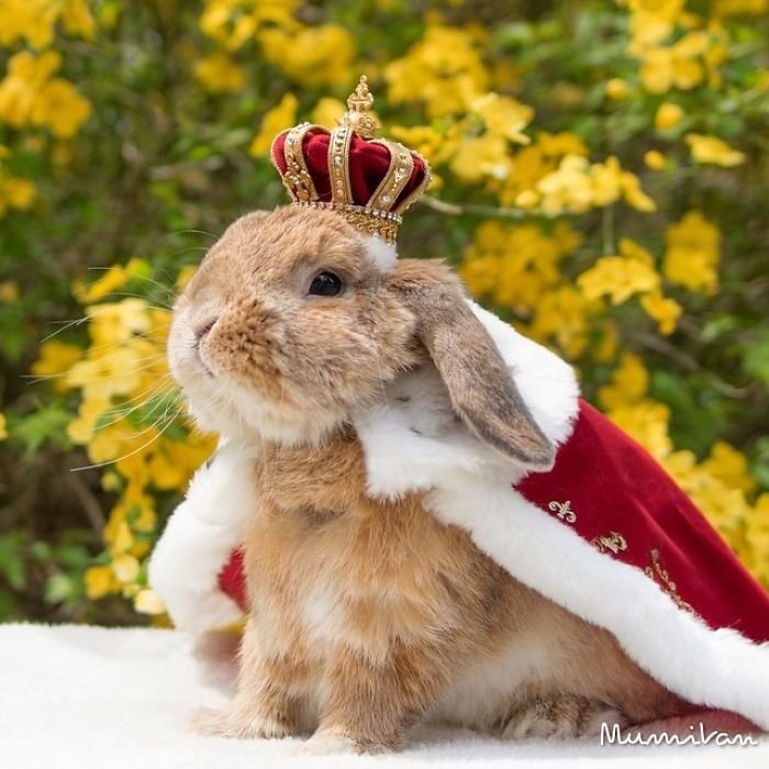 sevimli tavşan fotoğrafları
