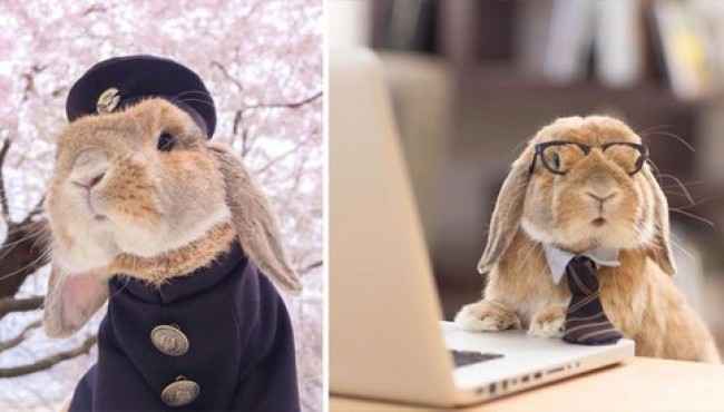 Dünyanın En Şık ve Sevimli Tavşanı Puipui
