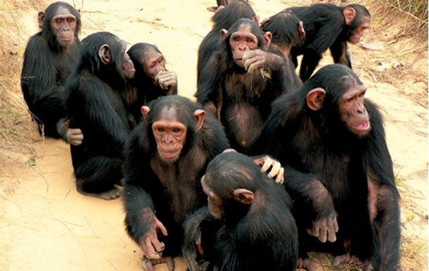 Şempanzeler