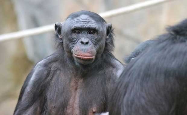 Bonoboslar