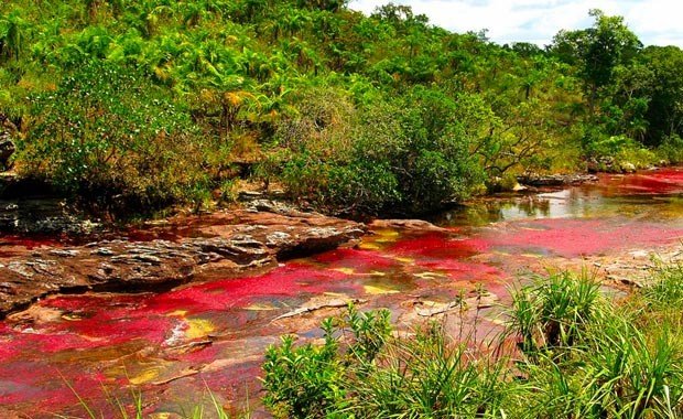 Kolombiya'da bulunan Cano Cristales Nehri