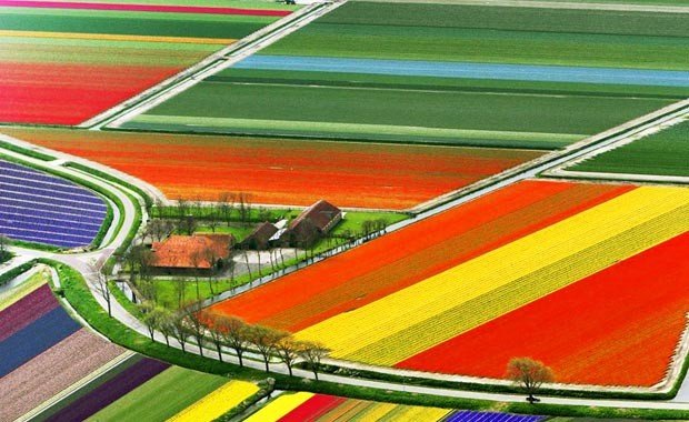Hollanda'da bulunan lale bahçeleri