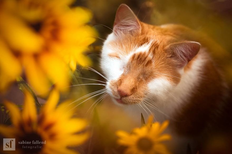 Dünyayı Kalbiyle Gören Kedinin 15 Harika Fotoğrafı