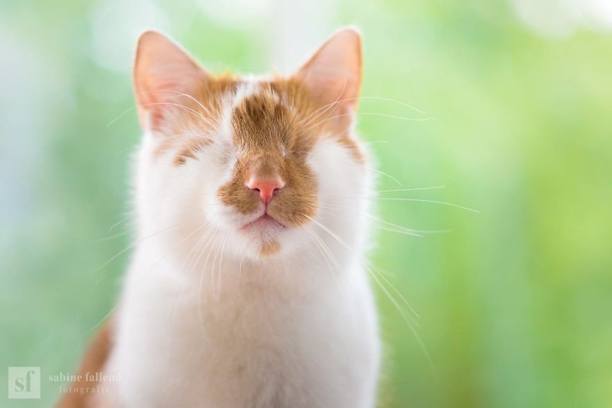 Dünyayı Kalbiyle Gören Kedinin 15 Harika Fotoğrafı