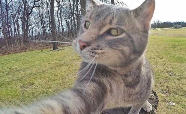 Kedi Selfie Fotoğrafları