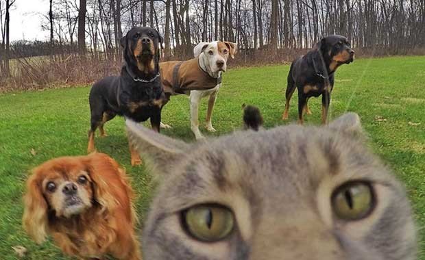 En Güzel Kedi Selfie Resimleri