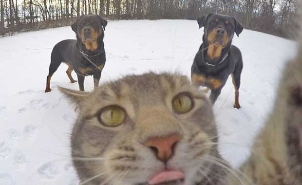 Güzel Kedi Selfie Resimleri