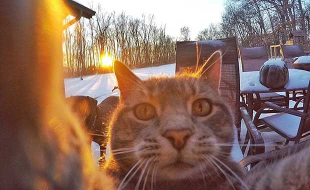 Kedi Selfie Resimleri
