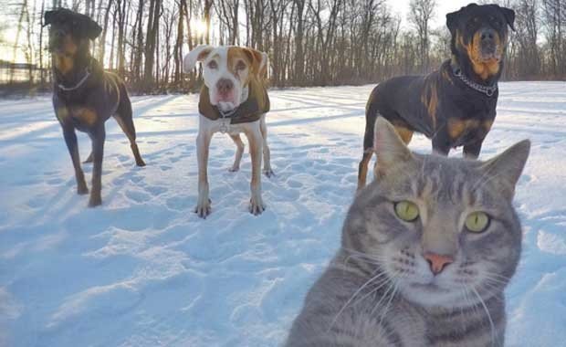 Kedi Selfie Resimleri