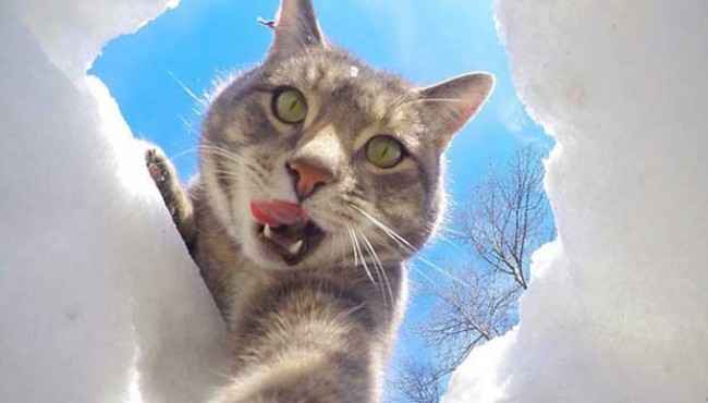 En Fotojenik Kedi Selfie Kralı