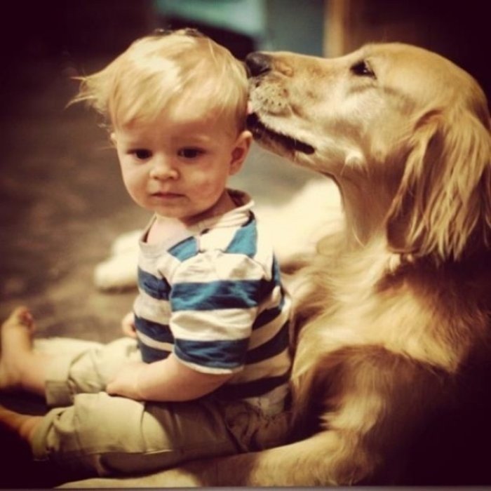 Köpeklerin Çocuk Sevgisi Resimleri