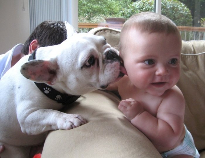 Köpeklerin bebek sevgisi resimleri