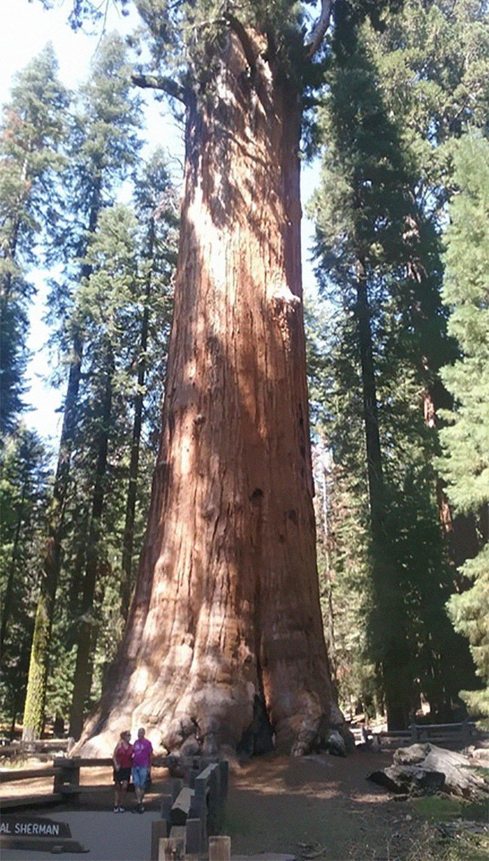 Dünyanın en büyük ağacı