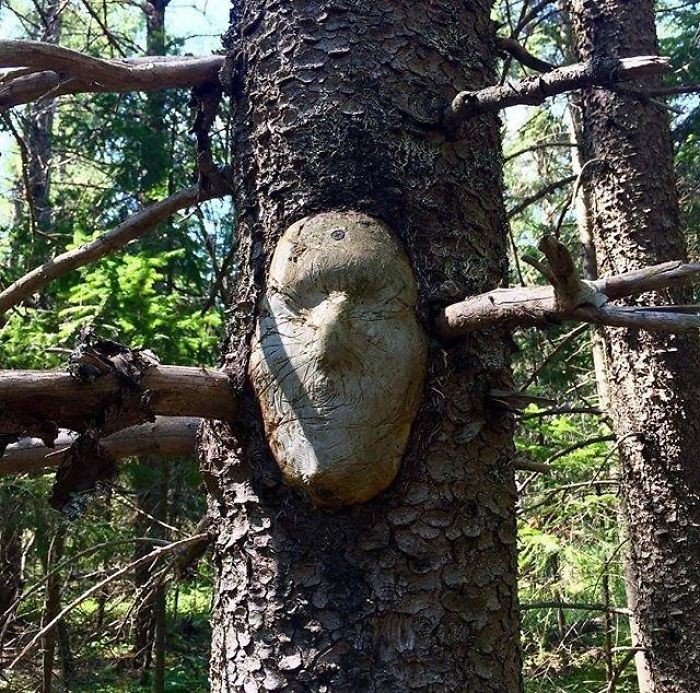 Bu ağacın bir yüzü var.