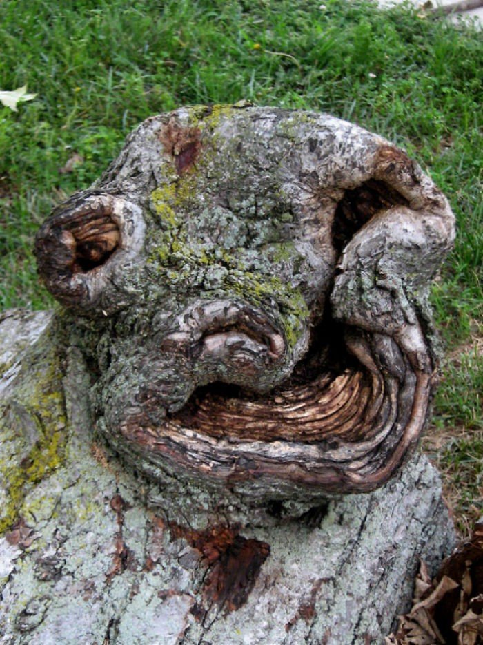 Sevimli Ağaç Casper, birde gülüşe bak.