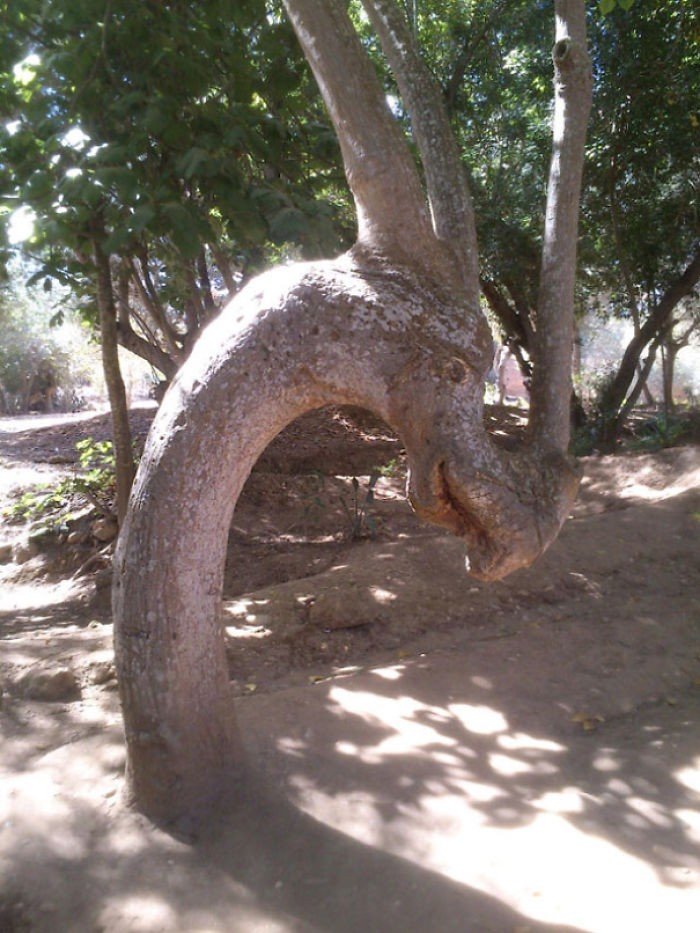 Ejderhaya Benzeyen Bir Ağaç