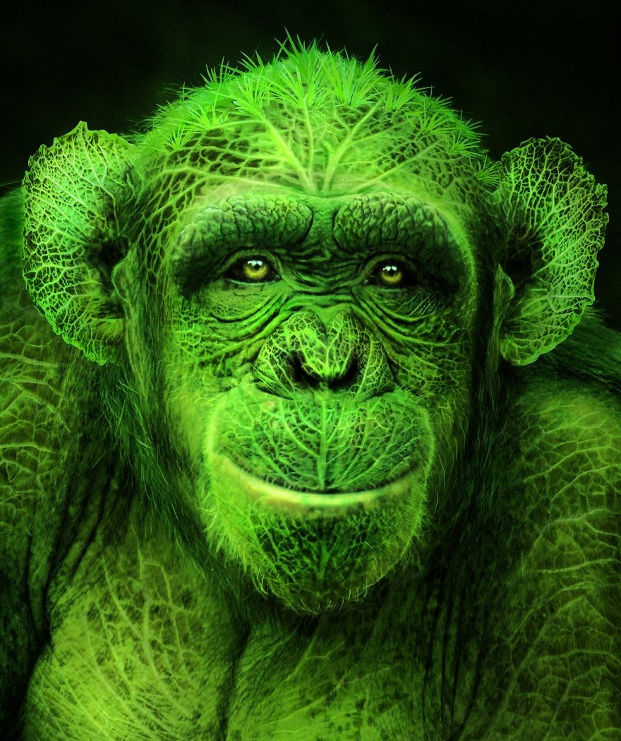 Yeşil Maymun