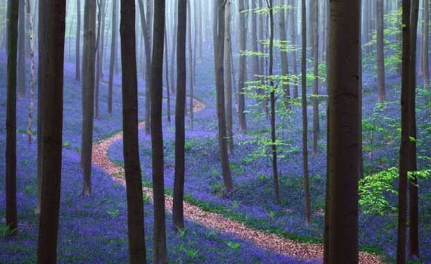Belçika Hallerbos ormanı