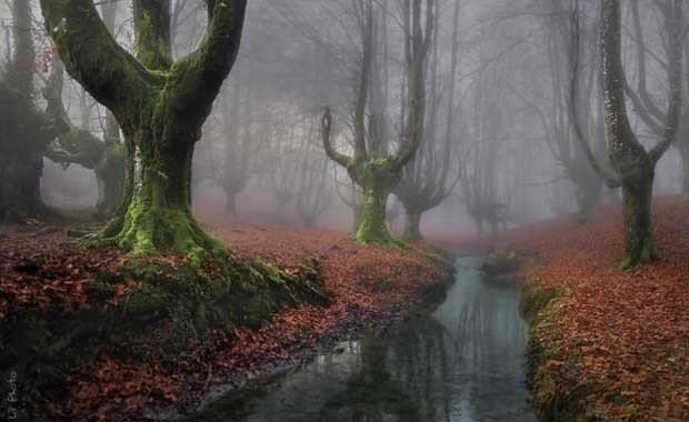 İspanya - Bask bölgesi Otzarreta ormanı