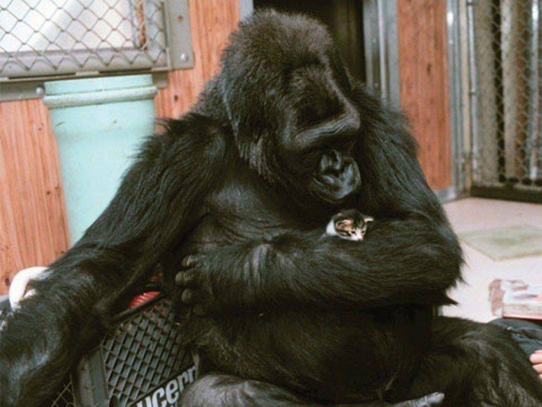 Koko, hayvanların Yararları İçin İnsanlarla İletişime Geçiyor