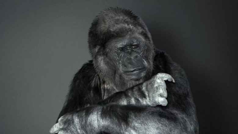 Goril Koko'nun Bizlere Bir Mesajı Var!