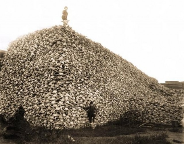 ABD'de Bizon avlama seferberliği sonrası milyonlarca bizonun kemikleri